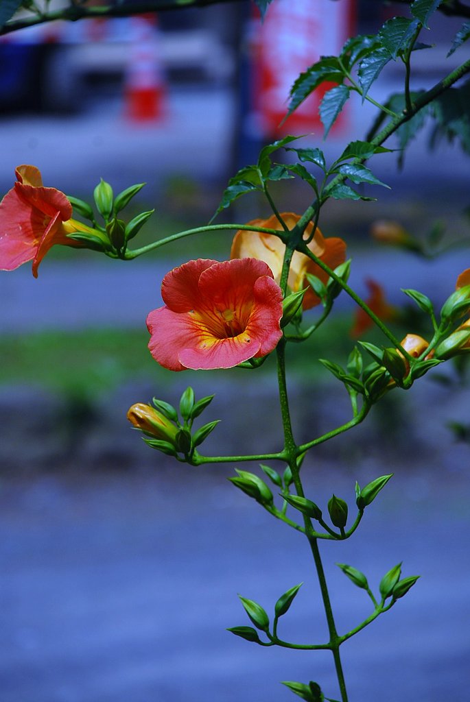 凌霄花 （のうぜんかずら）