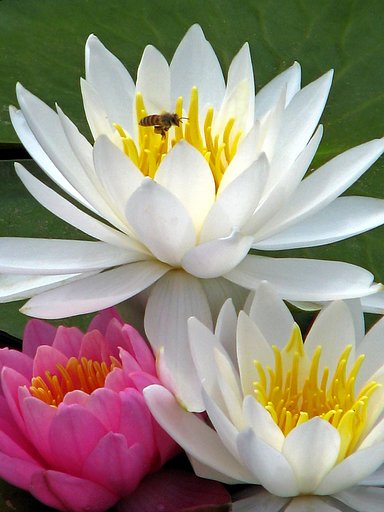 贅沢な悩み