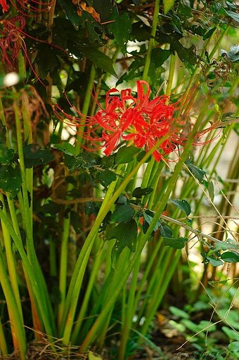 Lycoris radiata