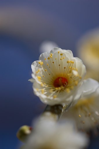 梅花
