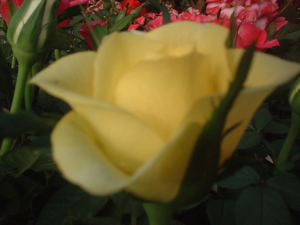 薔薇