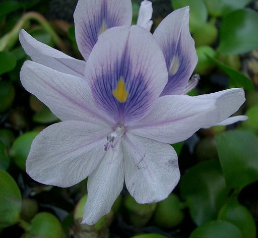 〜布袋葵の花〜