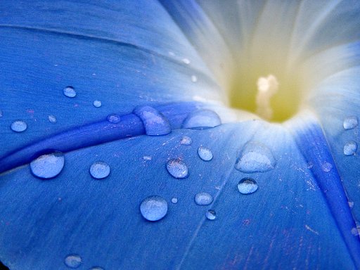 《番外》 これこそ〝朝露〟?