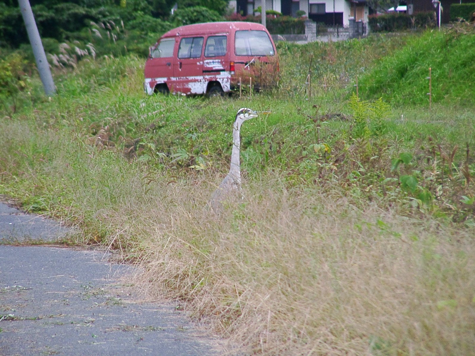 蒼サギさん、草むらでデジカメを警戒！