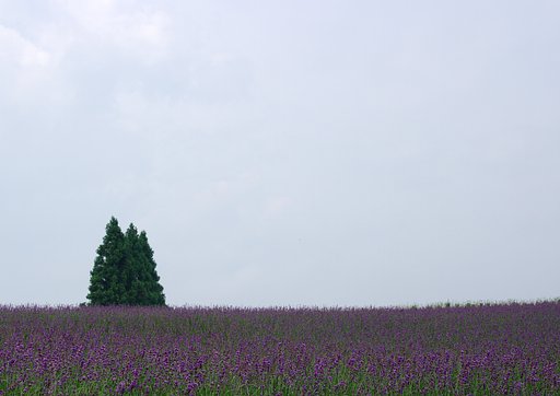 ラベンダー畑