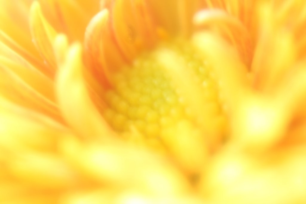 菊