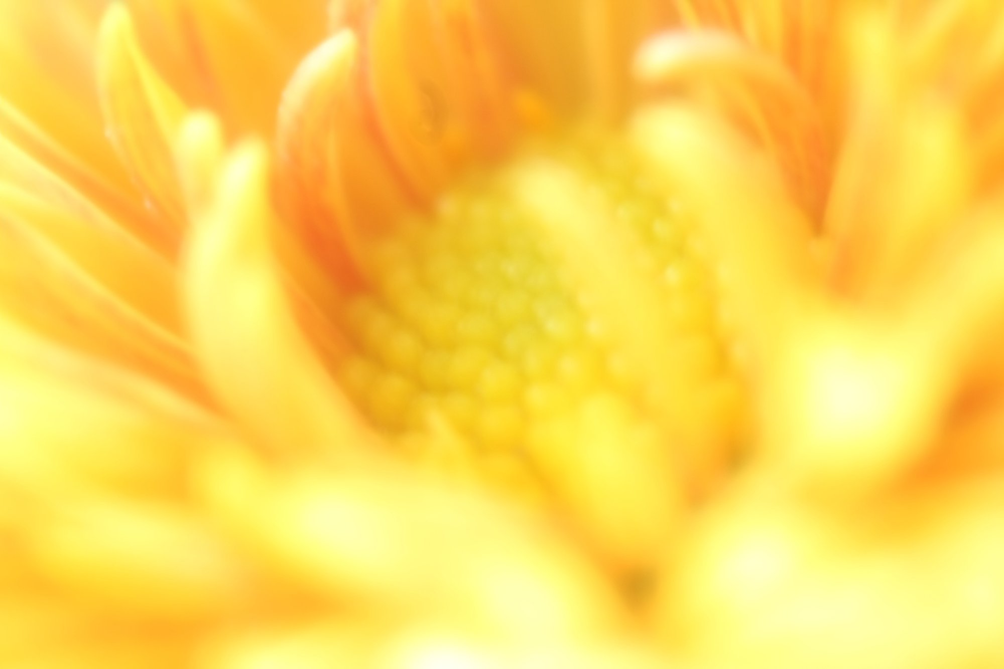菊