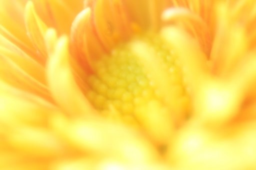 菊