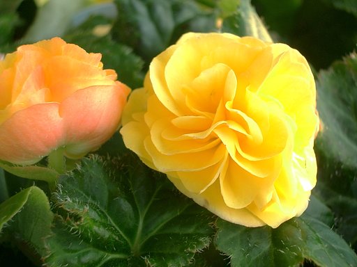 売り場の花その7