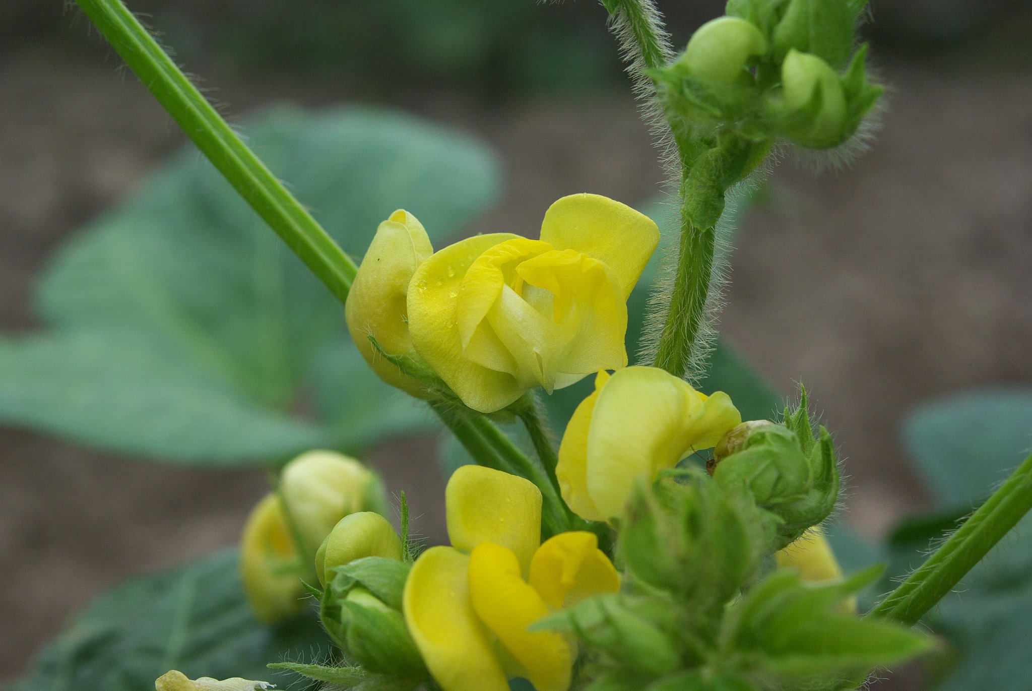 面白い複雑な形をしたアズキの花