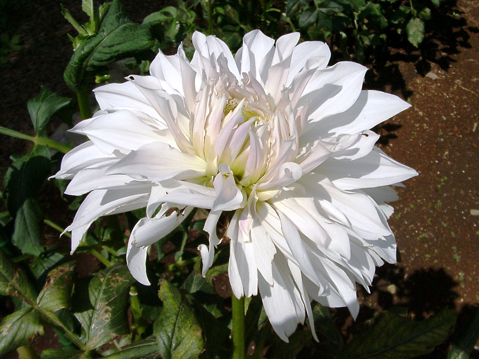 ★初秋の花々-７ ダリア⑦