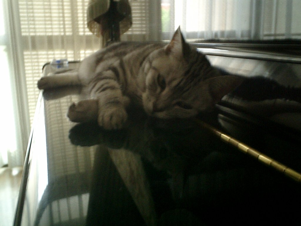 待ちくたびれ猫