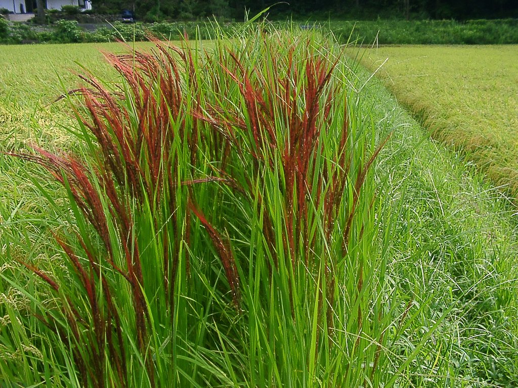 赤米(あかまい）