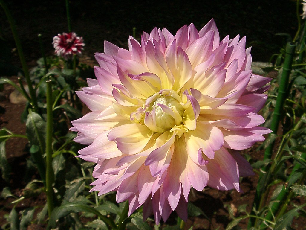 ★初秋の花々-11 ダリア⑪