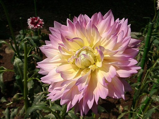★初秋の花々-11 ダリア⑪