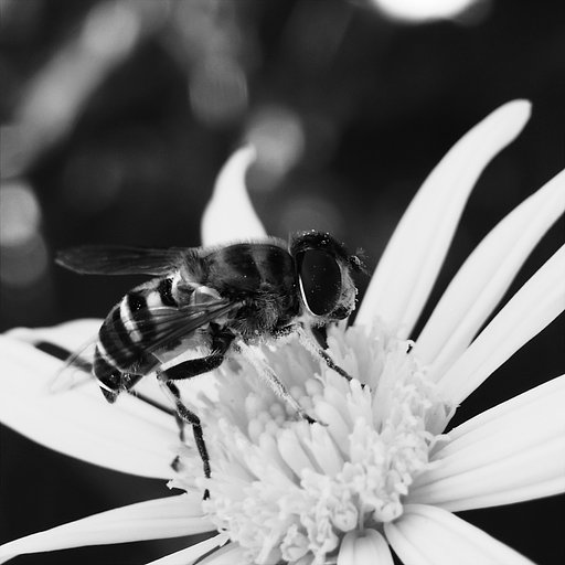 蜂・・B＆W