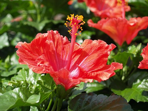 赤い花が鮮烈に