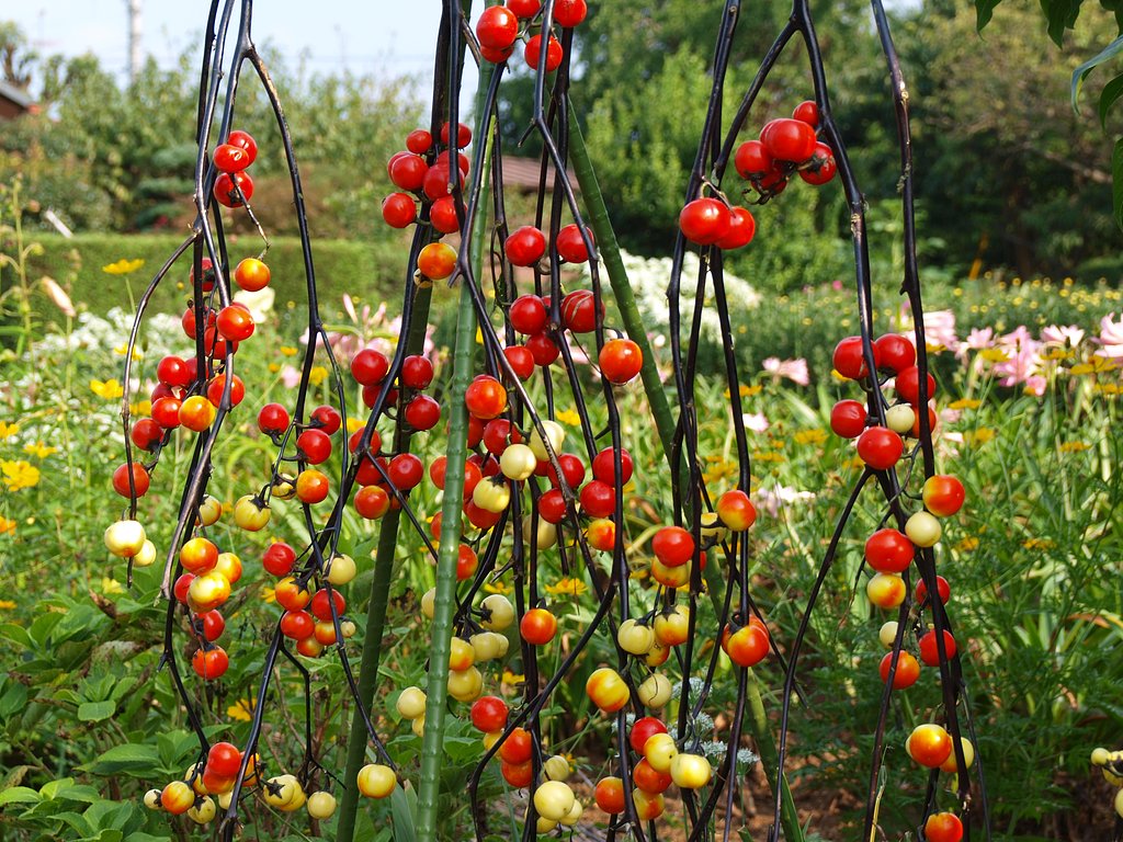 tomato ?
