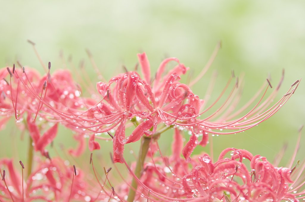朝露芳しく・・・