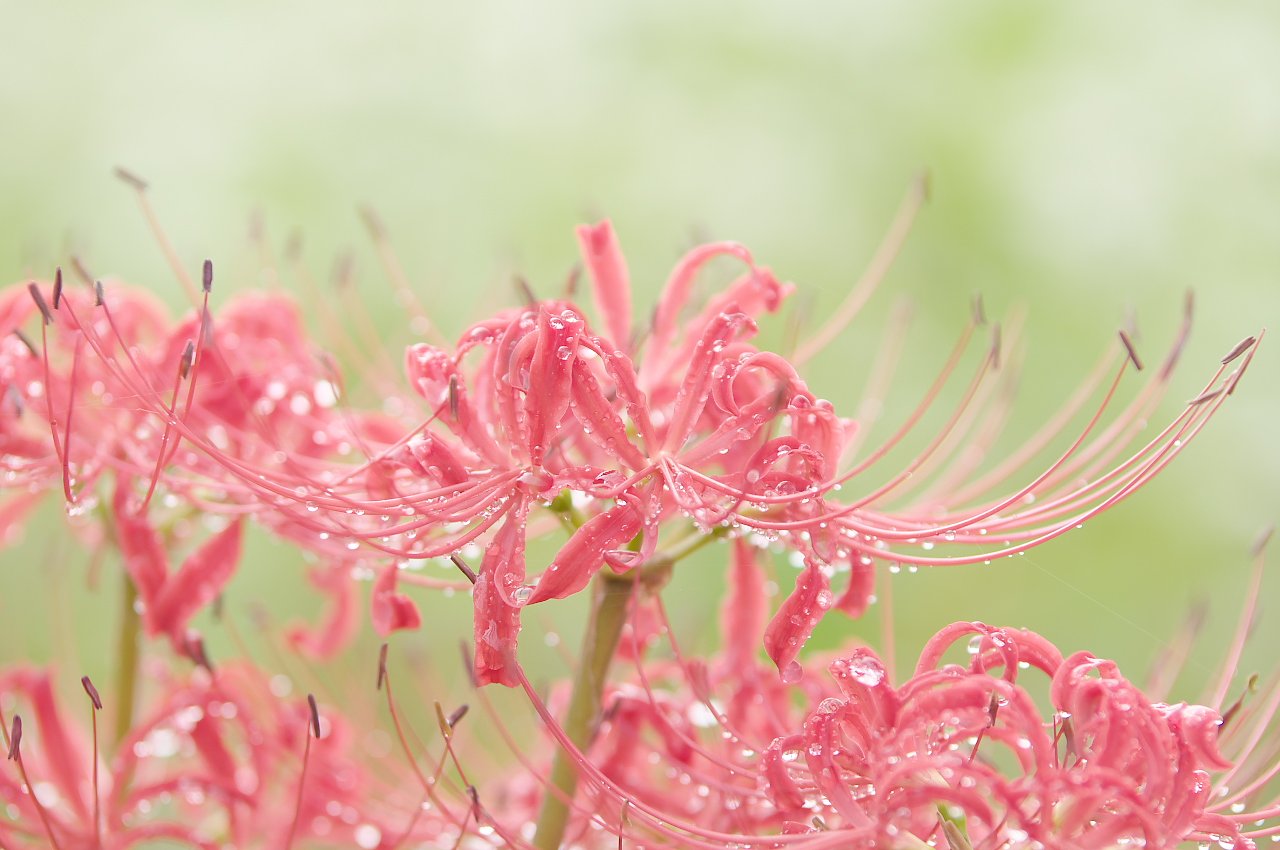 朝露芳しく・・・