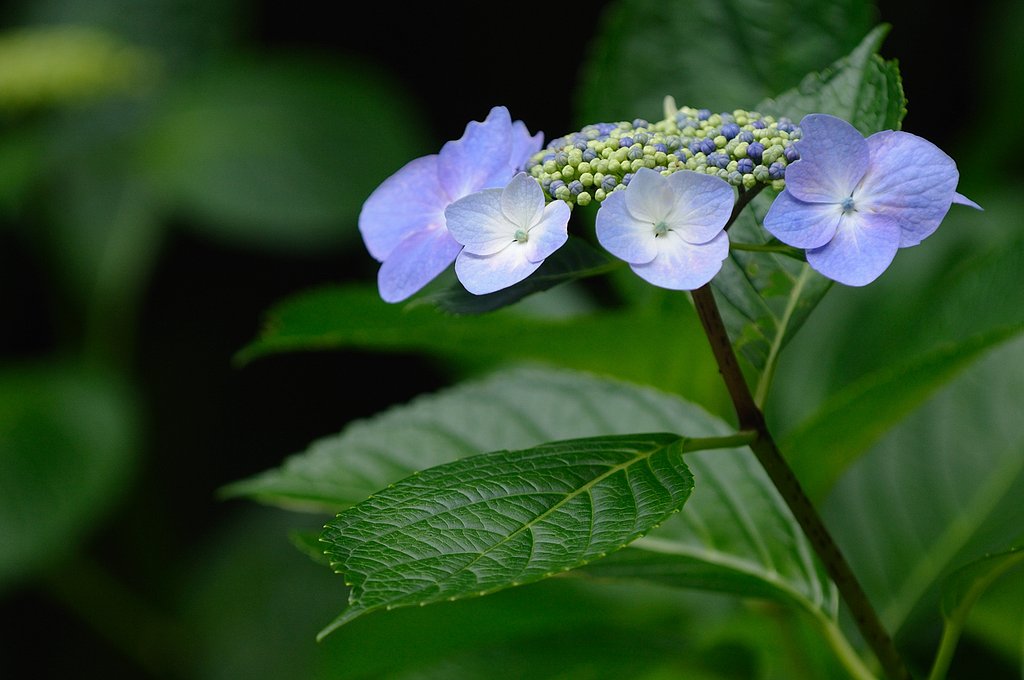 紫陽花