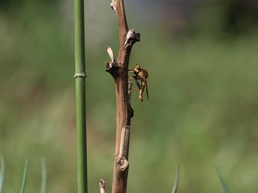 800mmで虻を