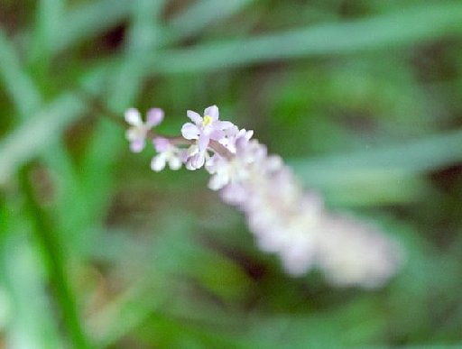 初投稿でございます。ドキドキ。