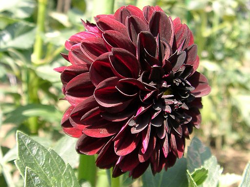 ★初秋の花々-14 ダリア⑭