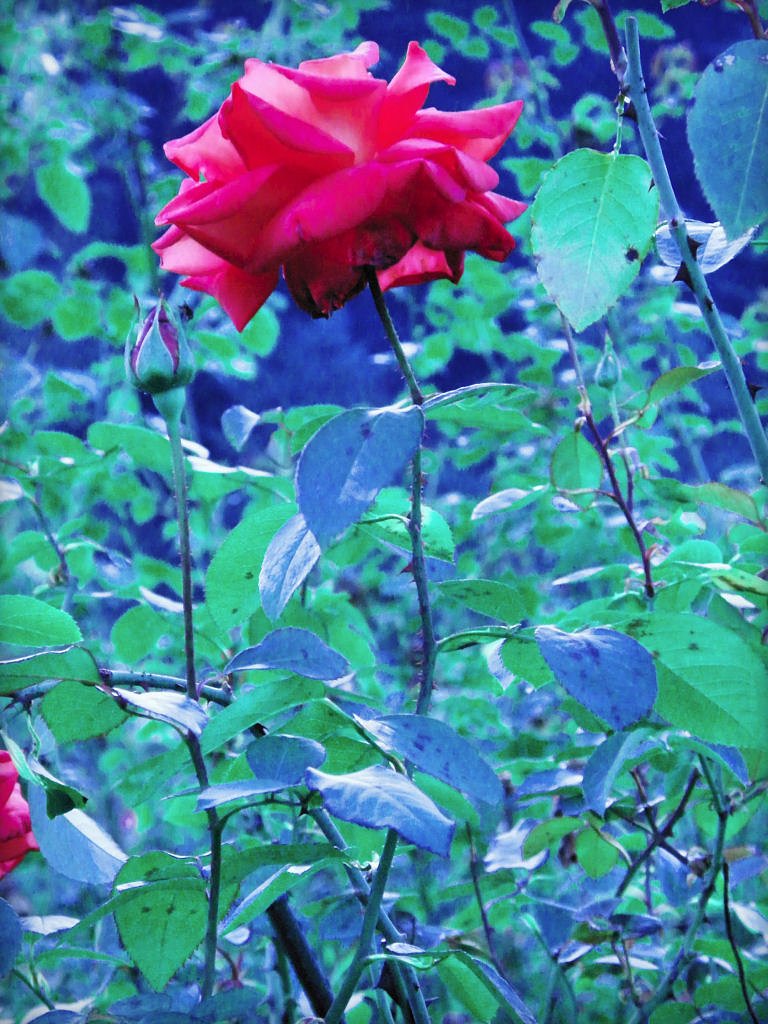 秋の黄昏の薔薇