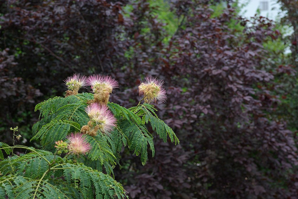 smc PENTAX-M 85mm F2