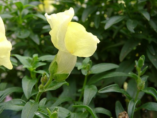 黄色い花