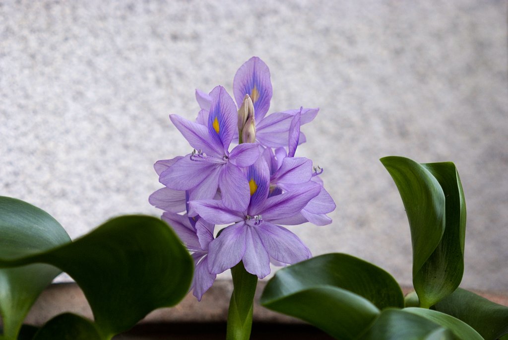 ホテイアオイの花