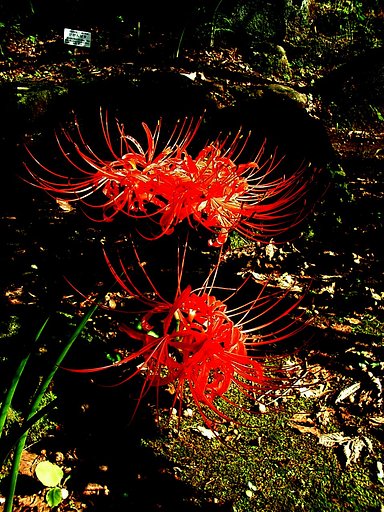 〜　曼珠沙華　〜