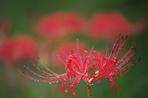 真紅の想い