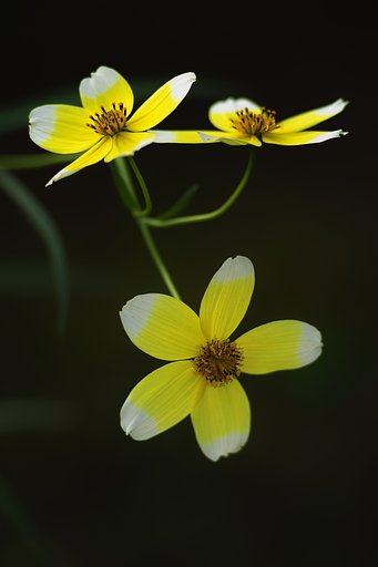 【秋影】菊咲き擅断草
