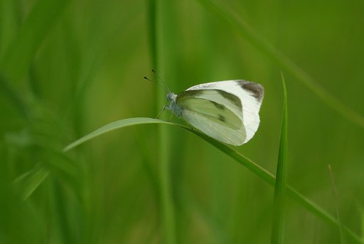 一休み中なの。邪魔しないで！