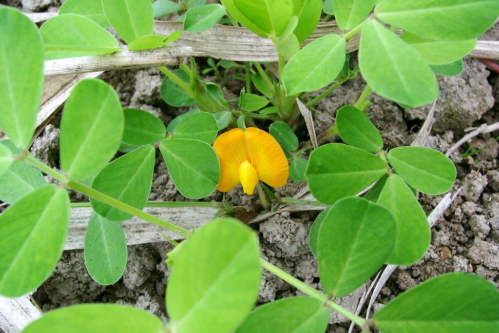落花生の花が咲き始めました。