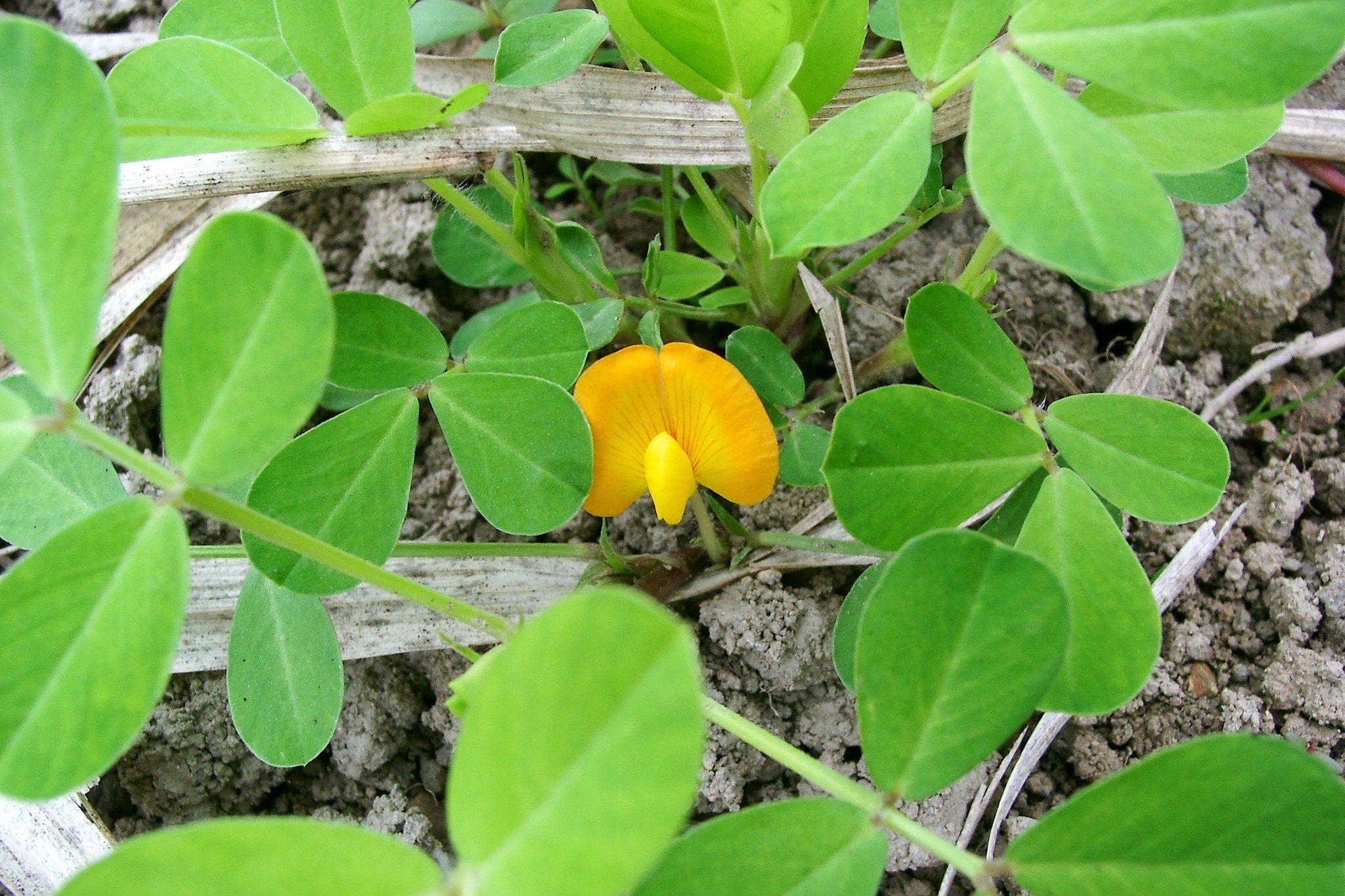 落花生の花が咲き始めました。