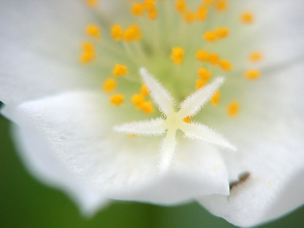 予告の白ヒトデ