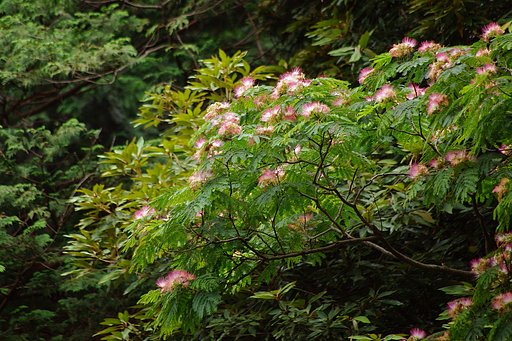 合歓の木の花