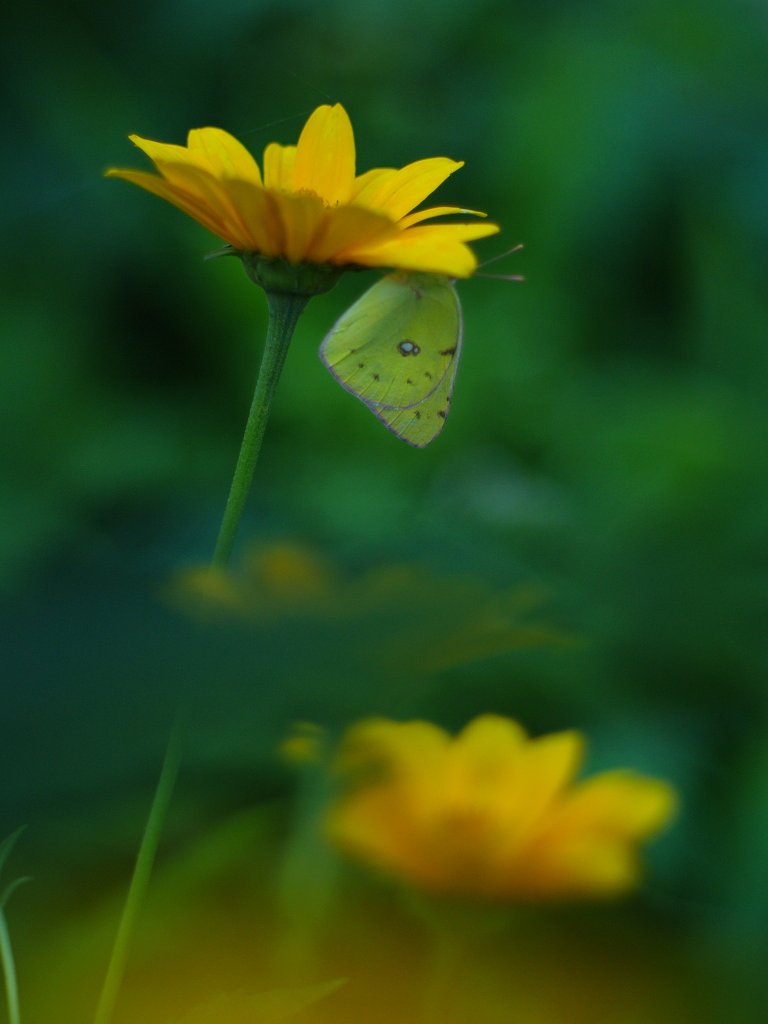 こひまわりと蝶