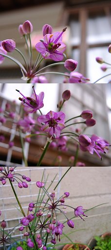砂丘ラッキョウの花が咲き始めました！