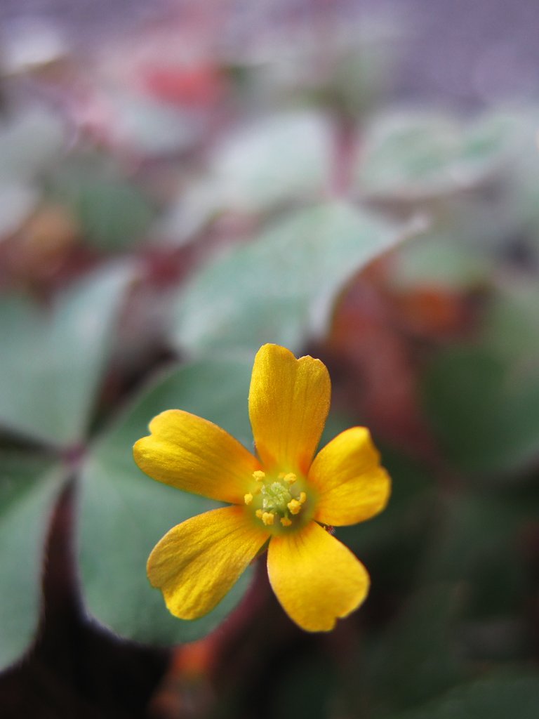 名も知らぬ花