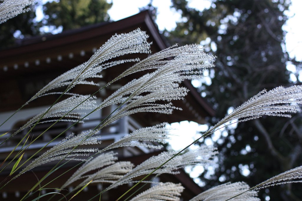 さざめき
