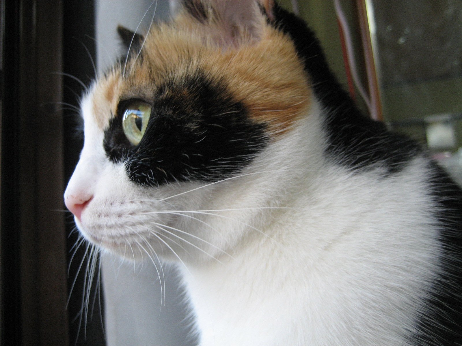 ねこさま