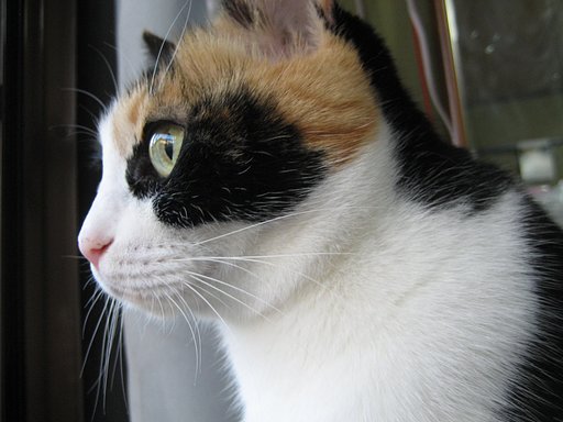 ねこさま
