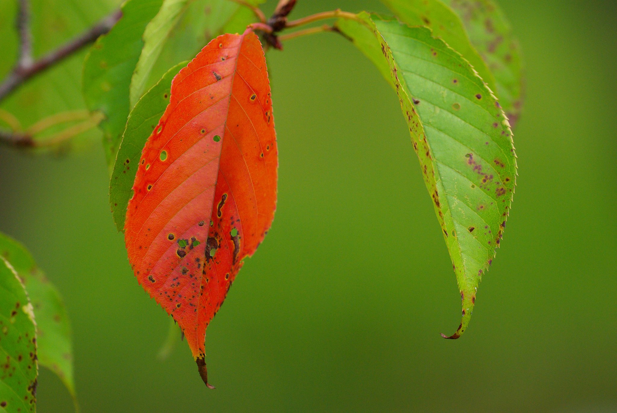 紅一点