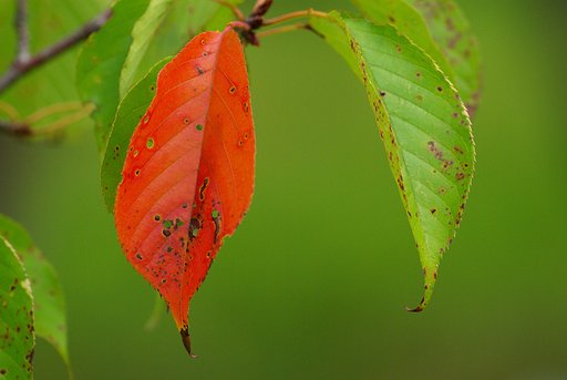 紅一点