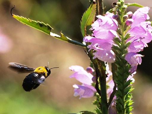 【瞬】クマバチ