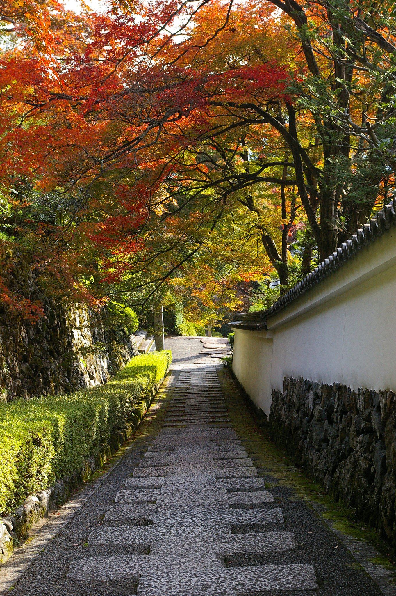 紅葉の廊下